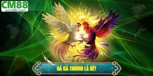 Đá Gà Thomo Là Gì? Hình Thức Giải Trí Hợp Pháp Hấp Dẫn 