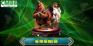 Gà Tre Đá Cựa Sắt – Tìm Hiểu Giống Gà Chiến Dũng Mãnh