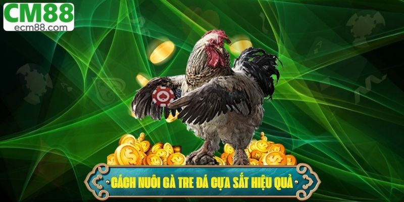 Cách nuôi gà tre đá cựa sắt hiệu quả cho sư kê