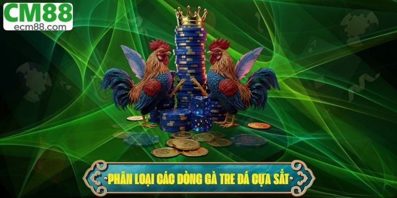 Phân loại các dòng gà tre đá cựa sắt đang thịnh hành