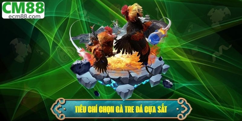 Điểm mạnh và tiêu chí chọn gà tre đá cựa sắt chuẩn cho sư kê