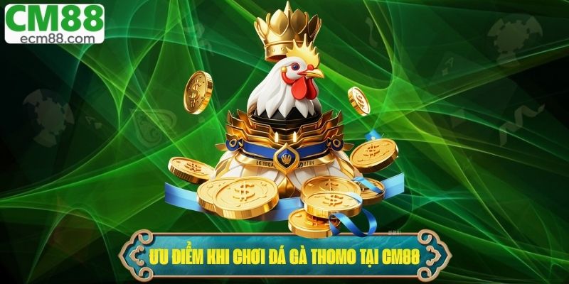 Nguyên nhân và tóm tắt luật chơi cần nắm rõ khi tham gia đá gà Thomo